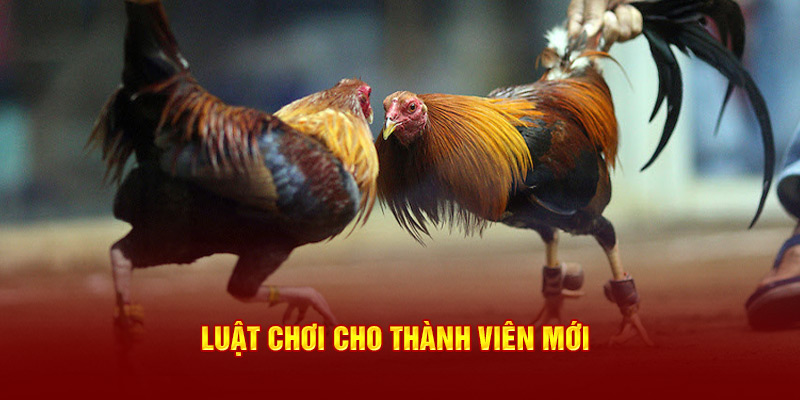 Luật chơi đá gà Thomo cho thành viên mới