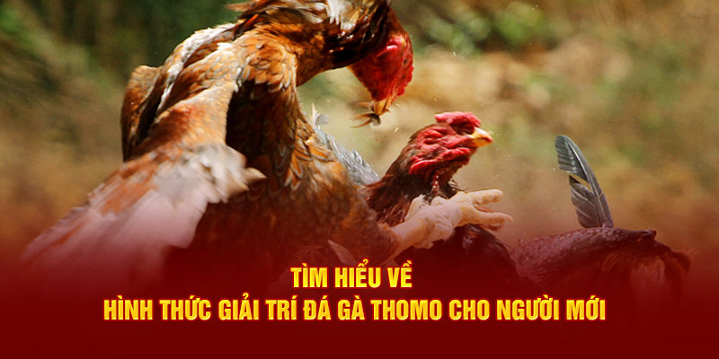 Tìm hiểu về hình thức đá gà Thomo cho người mới